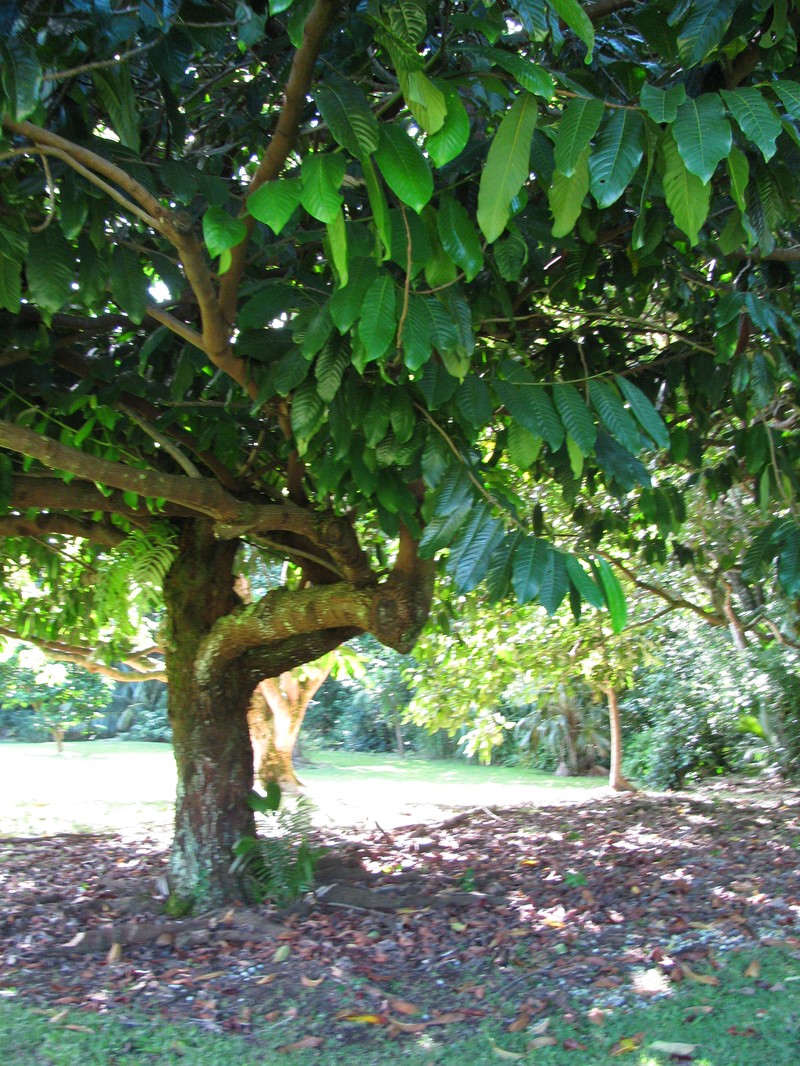 Horsfieldia costulata photo 7