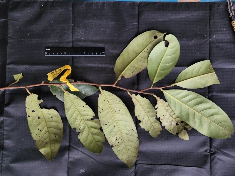 Horsfieldia crassifolia