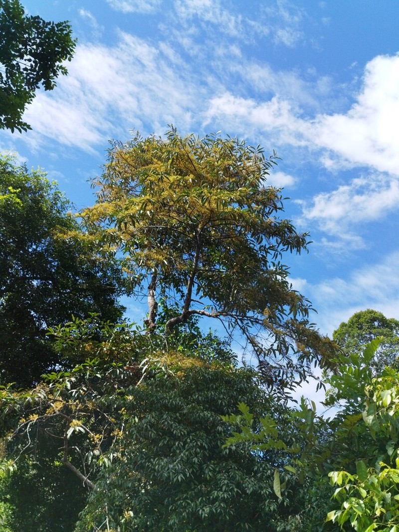 Horsfieldia crassifolia photo 2