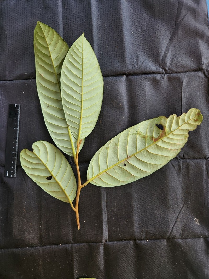 Horsfieldia crassifolia photo 3