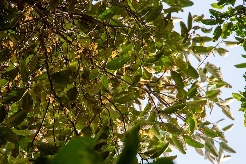 Horsfieldia crassifolia photo 4