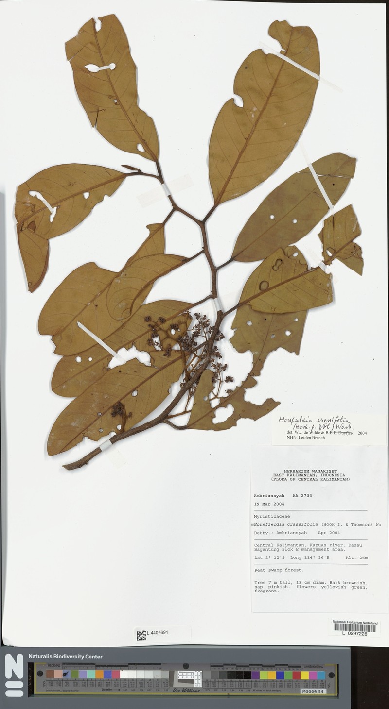 Horsfieldia crassifolia photo 7