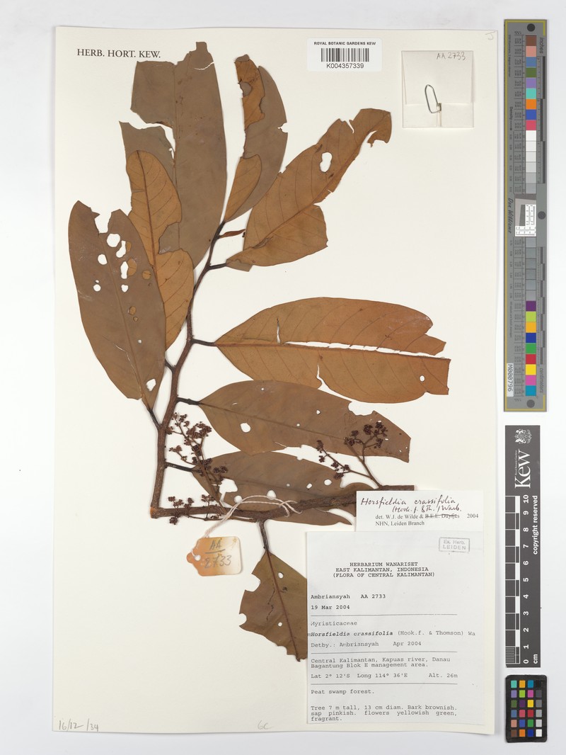 Horsfieldia crassifolia photo 8