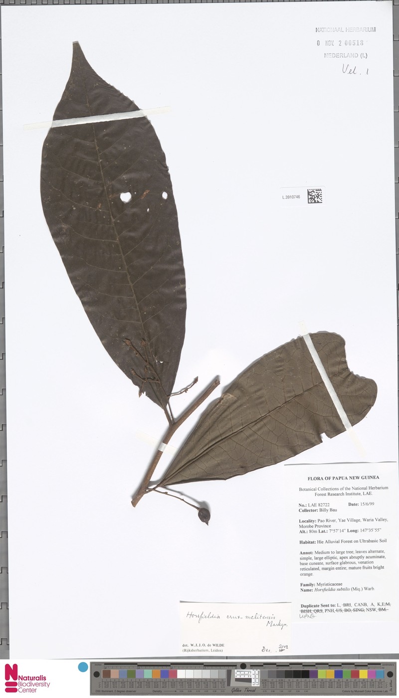 Horsfieldia crux-melitensis