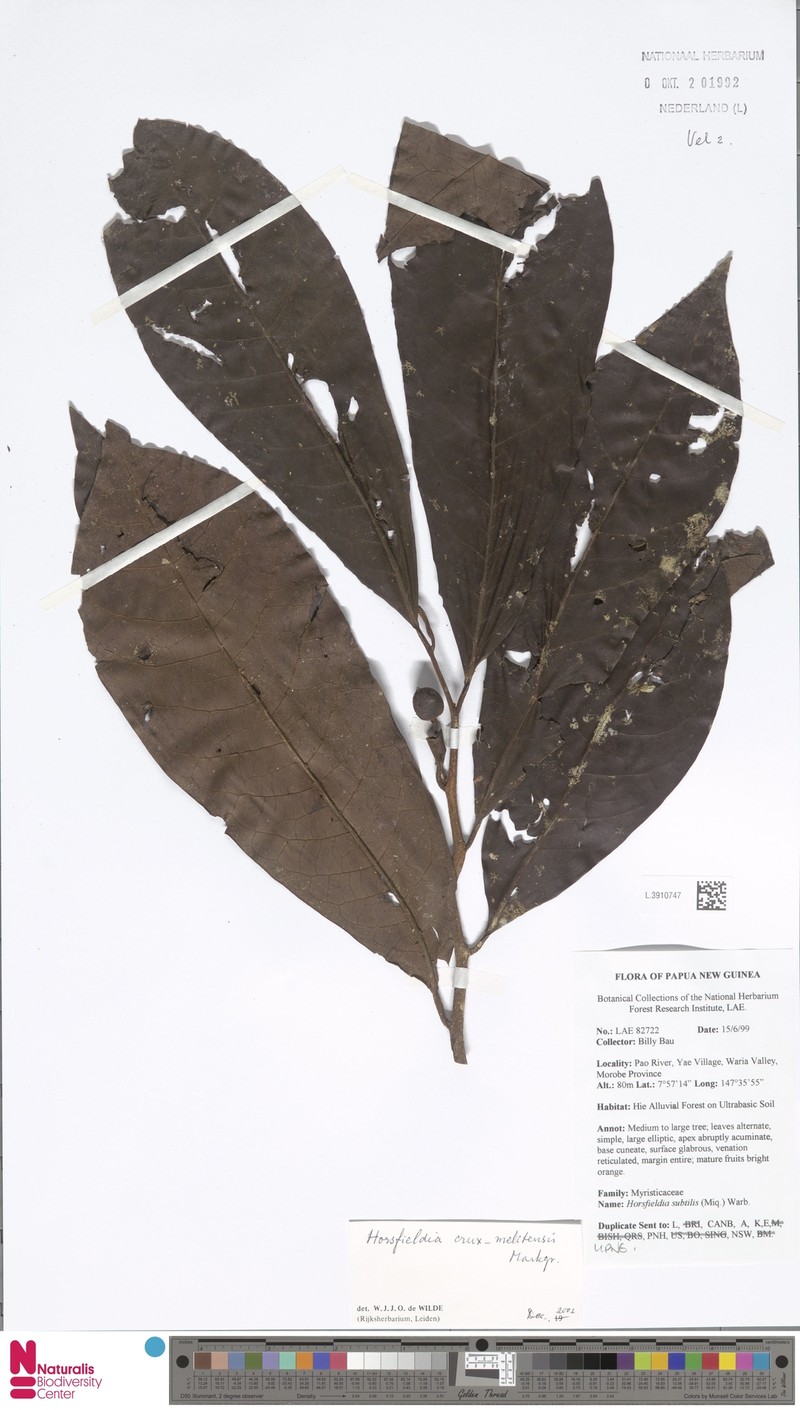 Horsfieldia crux-melitensis photo 2
