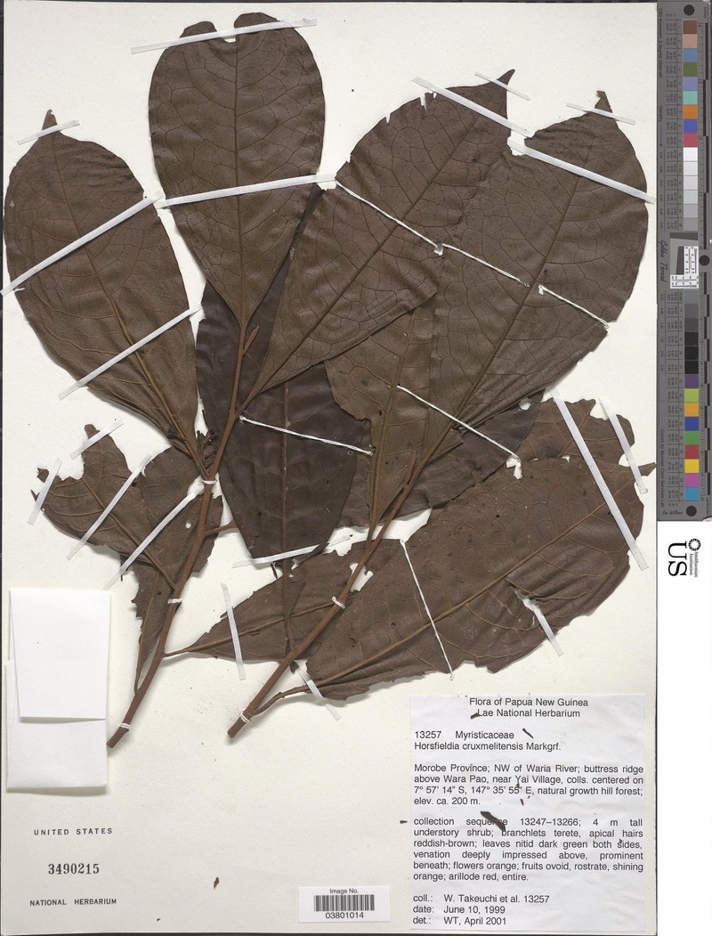 Horsfieldia crux-melitensis photo 3
