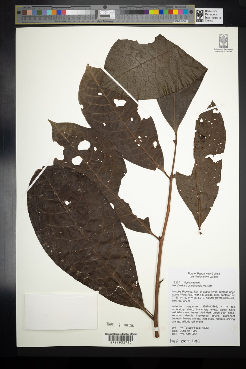 Horsfieldia crux-melitensis photo 4