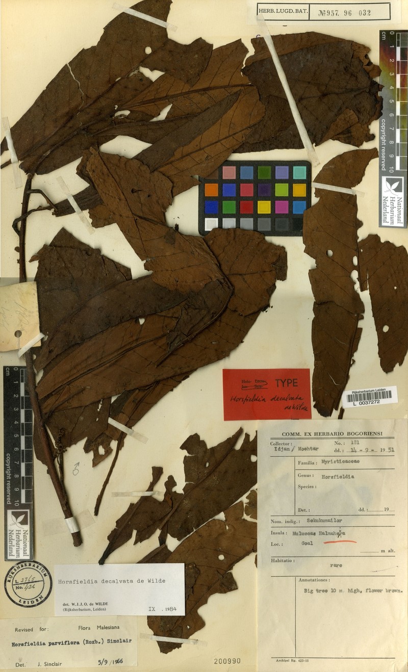 Horsfieldia decalvata