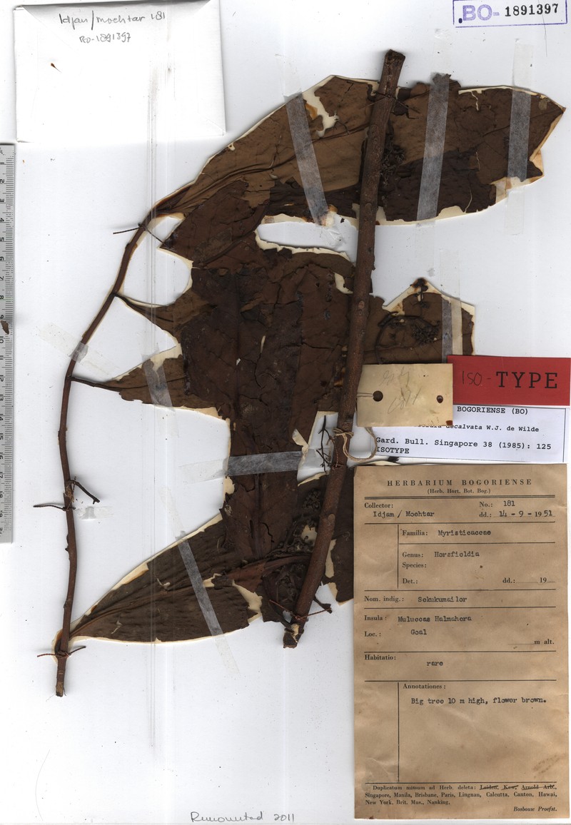 Horsfieldia decalvata photo 2