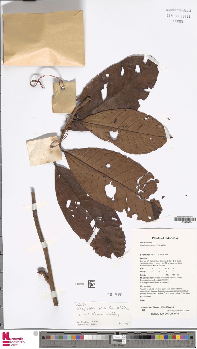Horsfieldia discolor
