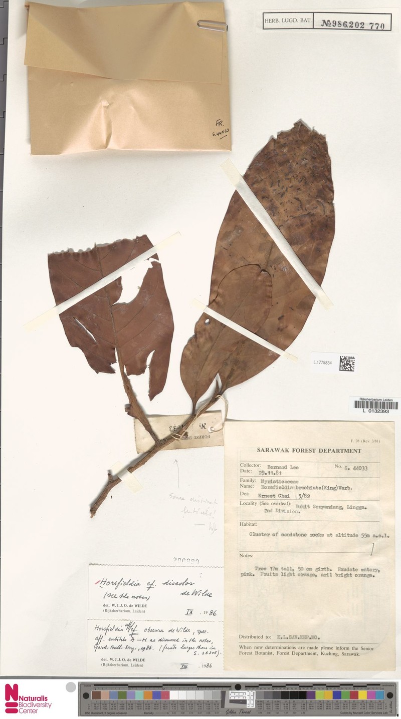Horsfieldia discolor photo 3