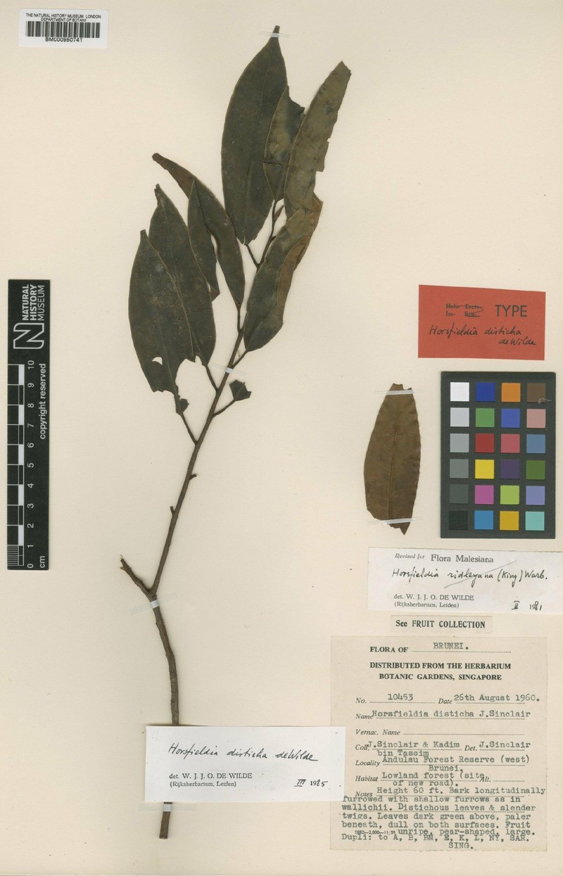 Horsfieldia disticha