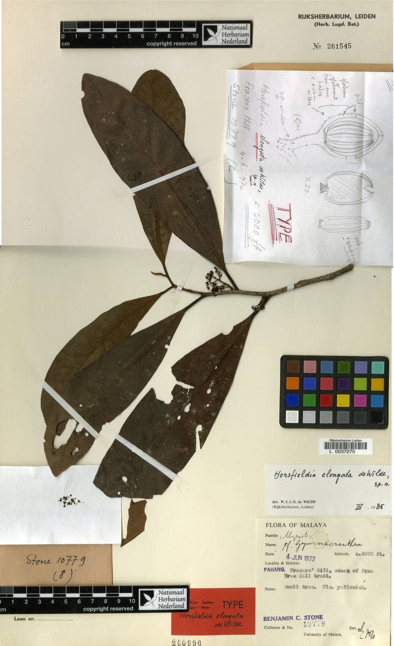 Horsfieldia elongata