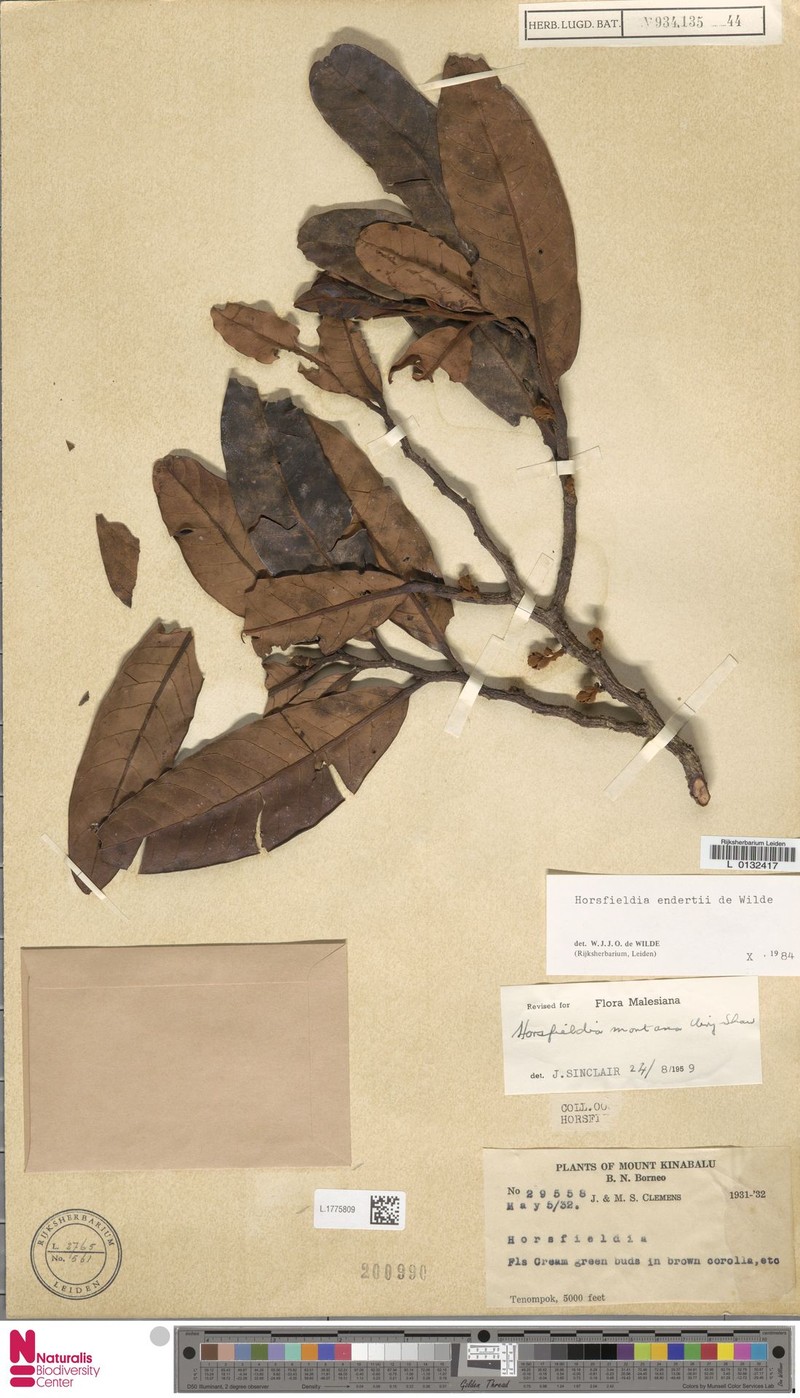 Horsfieldia endertii