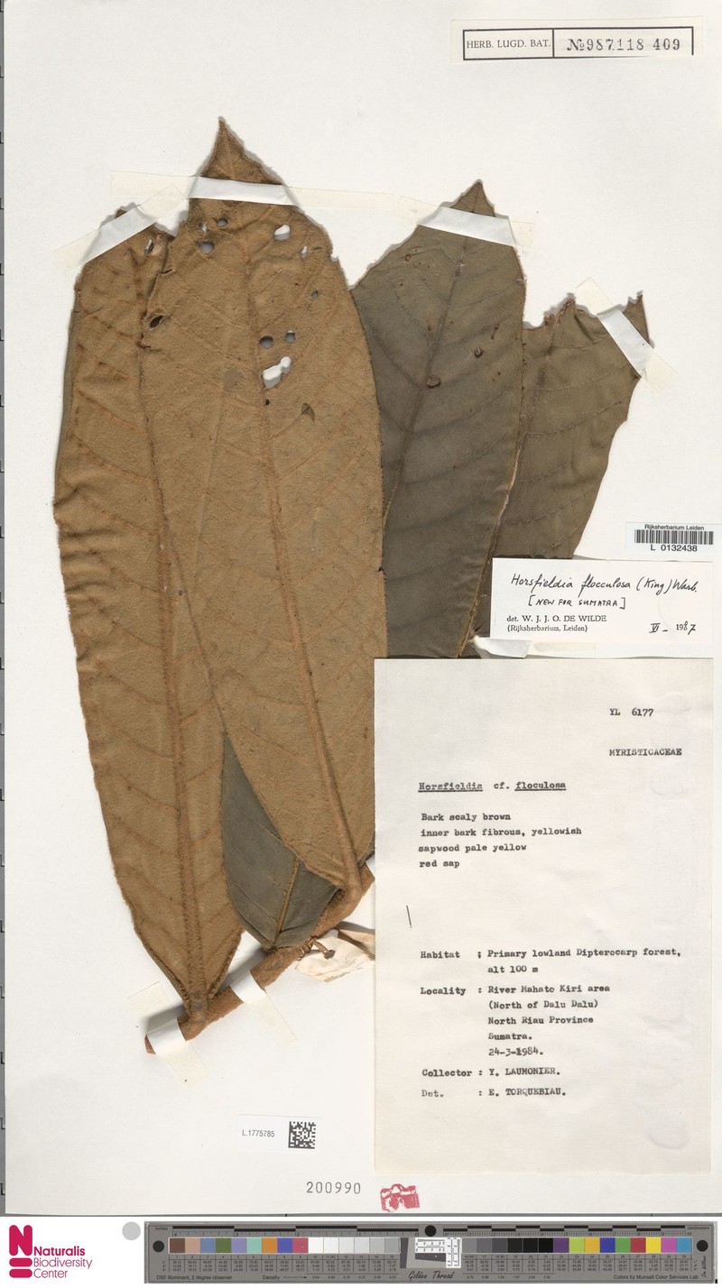 Horsfieldia flocculosa