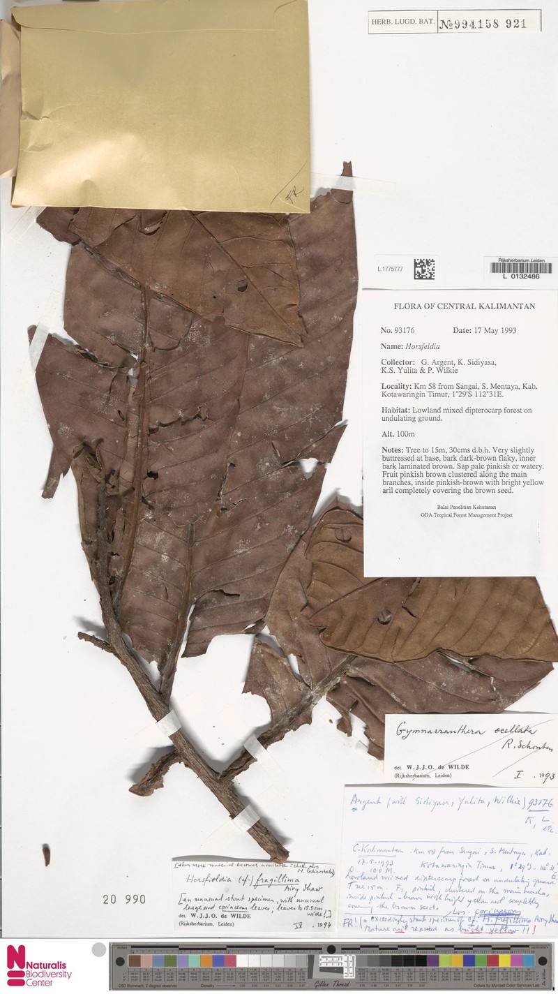 Horsfieldia fragillima