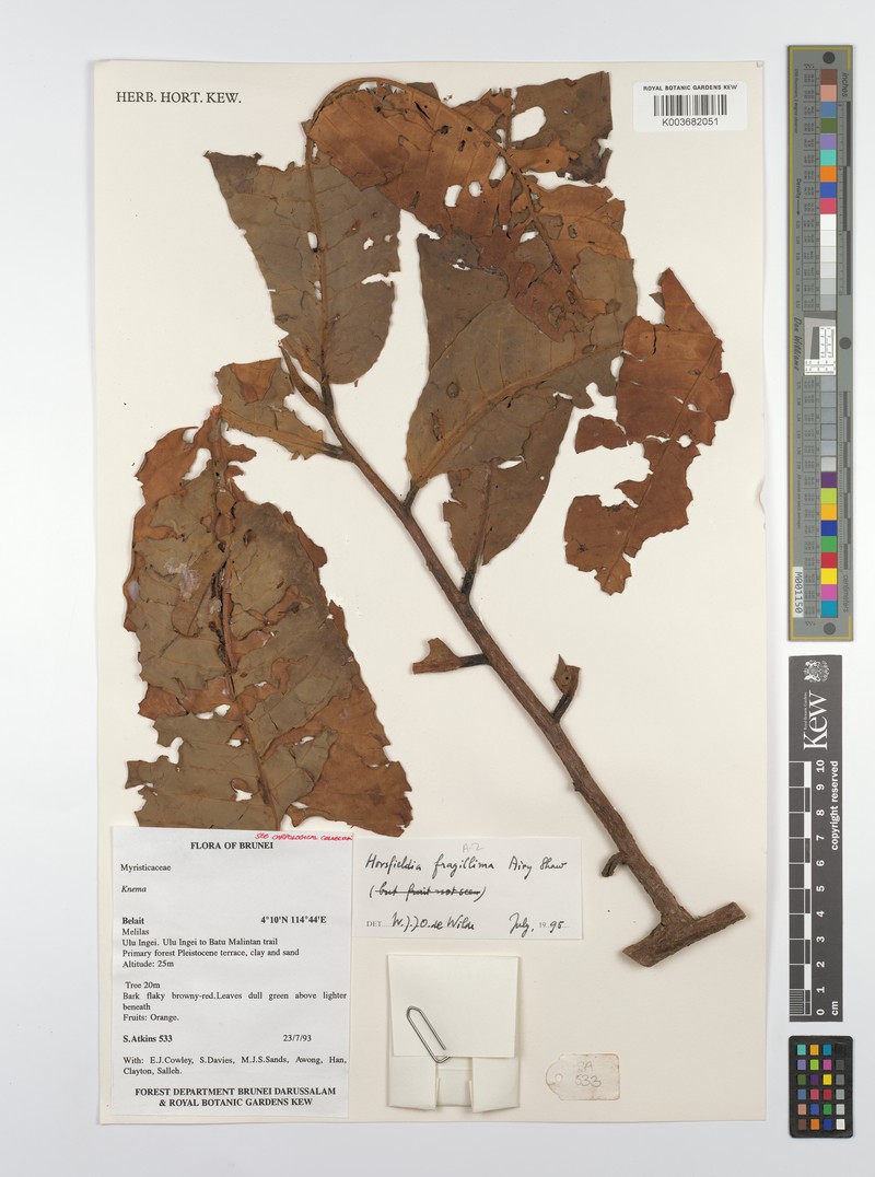 Horsfieldia fragillima photo 2