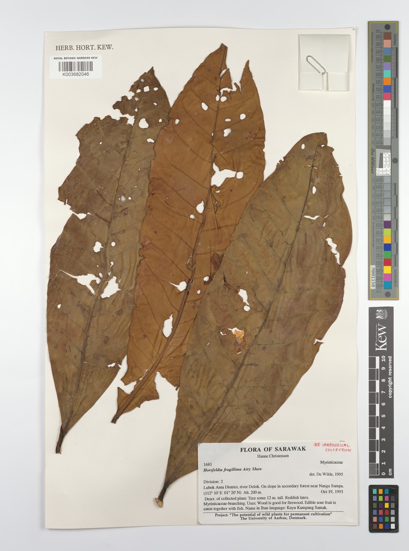 Horsfieldia fragillima photo 3