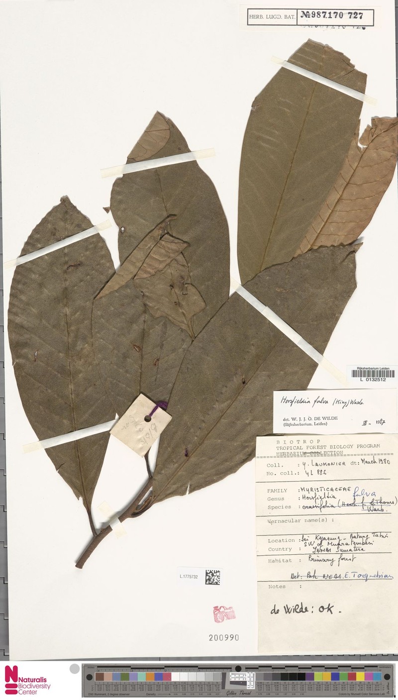 Horsfieldia fulva