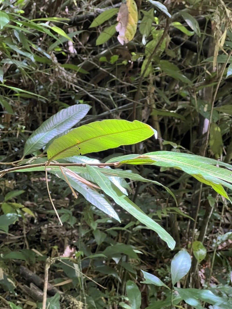 Horsfieldia glabra