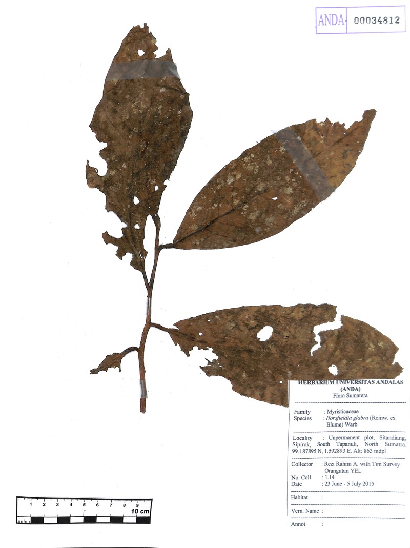 Horsfieldia glabra photo 3