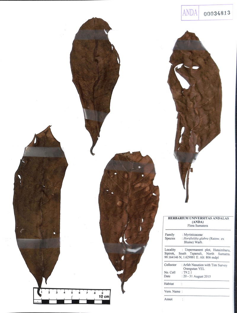 Horsfieldia glabra photo 4