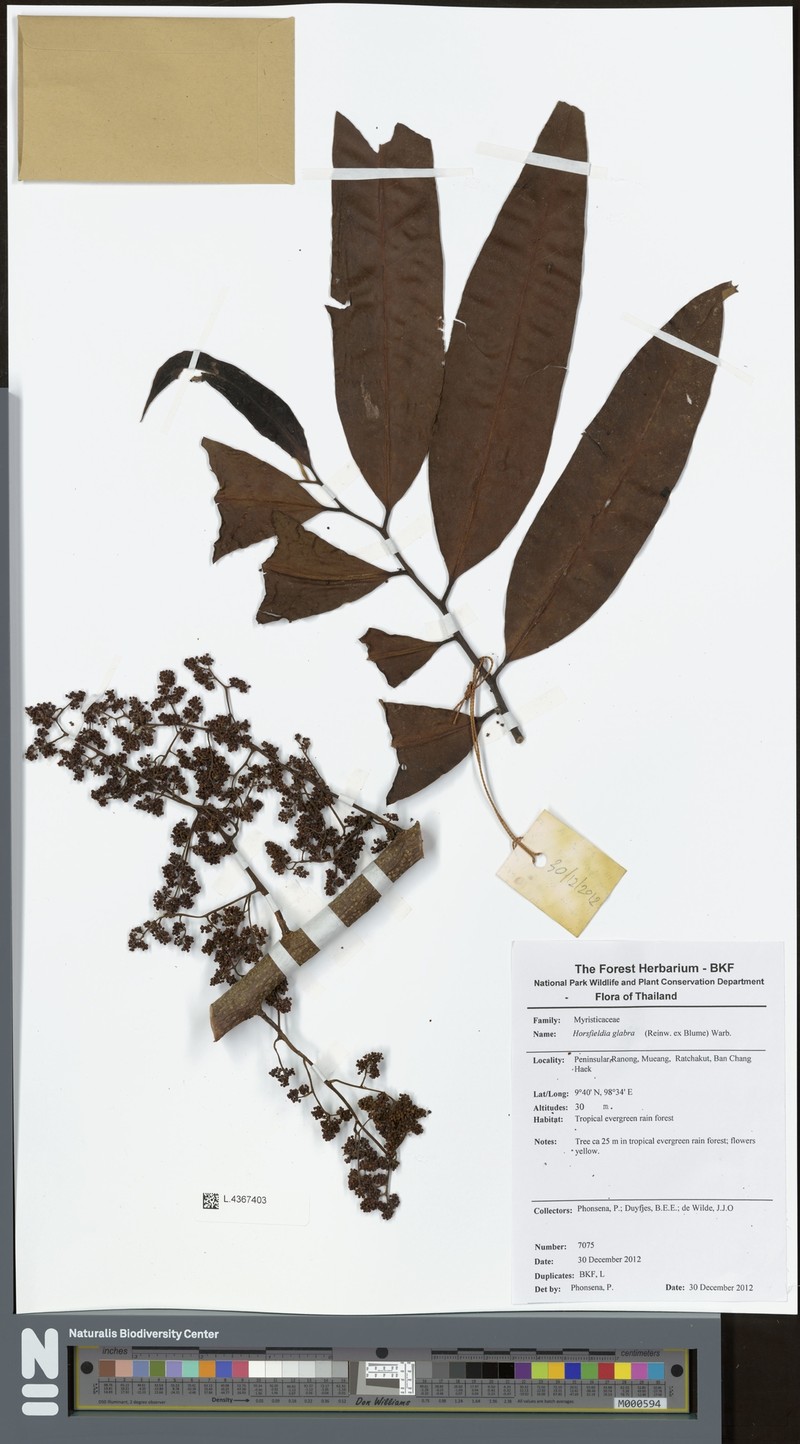Horsfieldia glabra photo 5