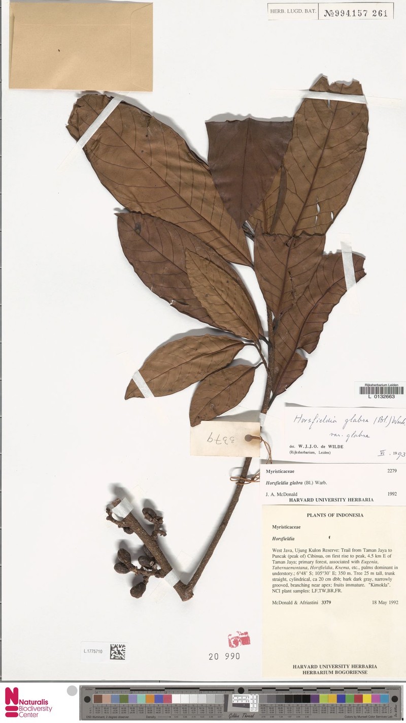 Horsfieldia glabra var. glabra
