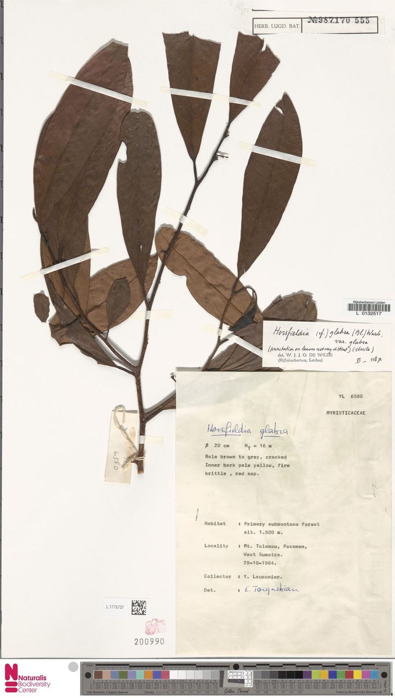 Horsfieldia glabra var. glabra photo 2