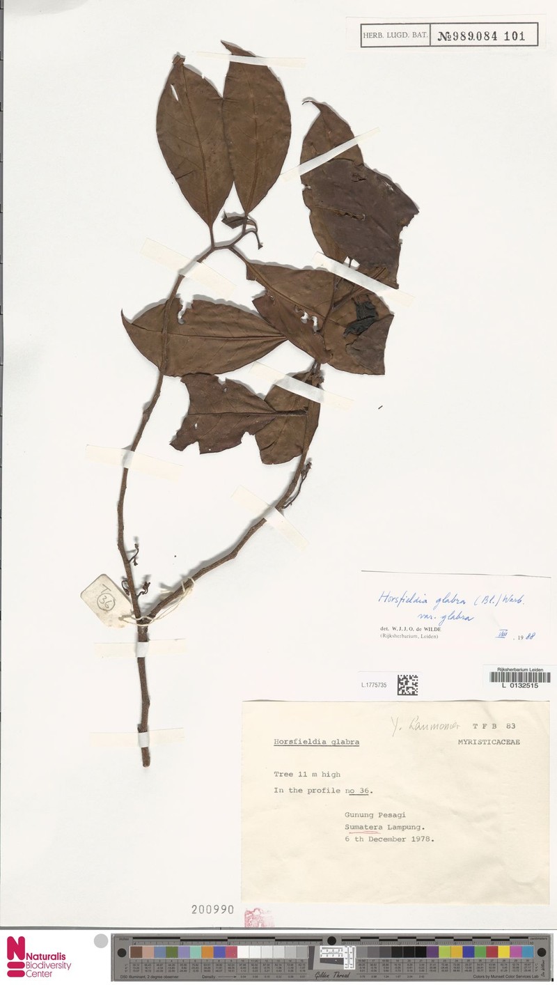 Horsfieldia glabra var. glabra photo 3