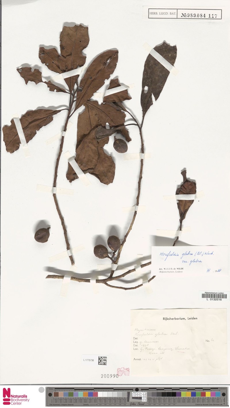Horsfieldia glabra var. glabra photo 4