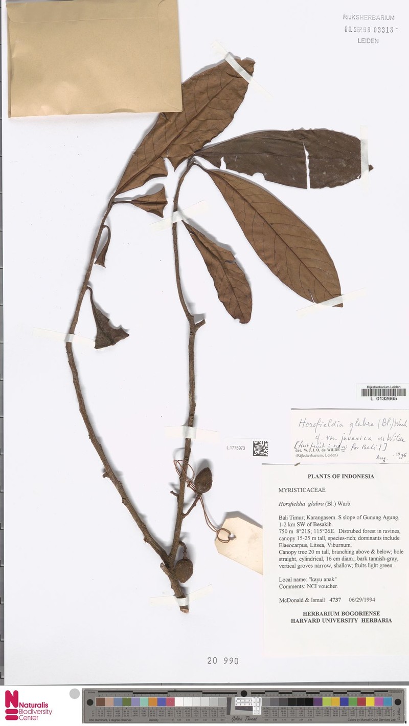Horsfieldia glabra var. javanica