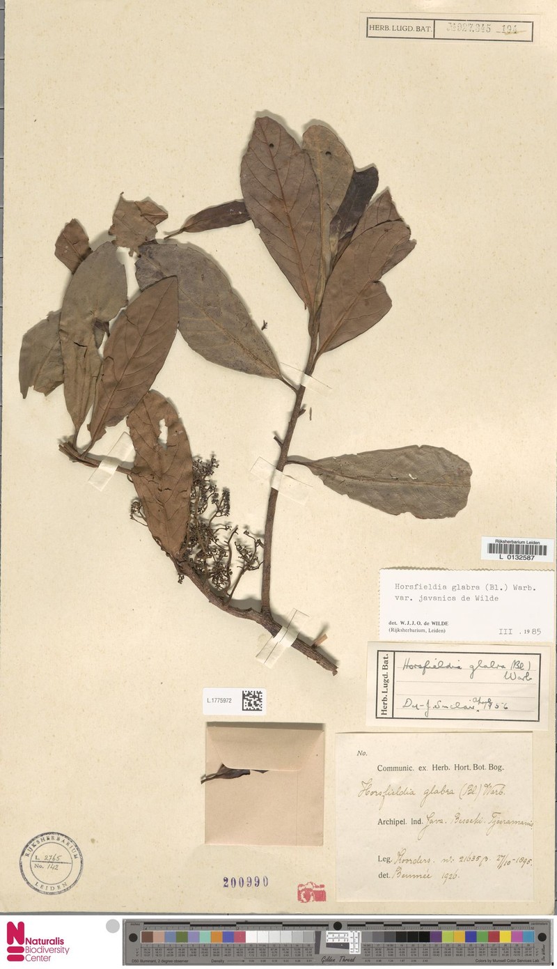 Horsfieldia glabra var. javanica photo 2
