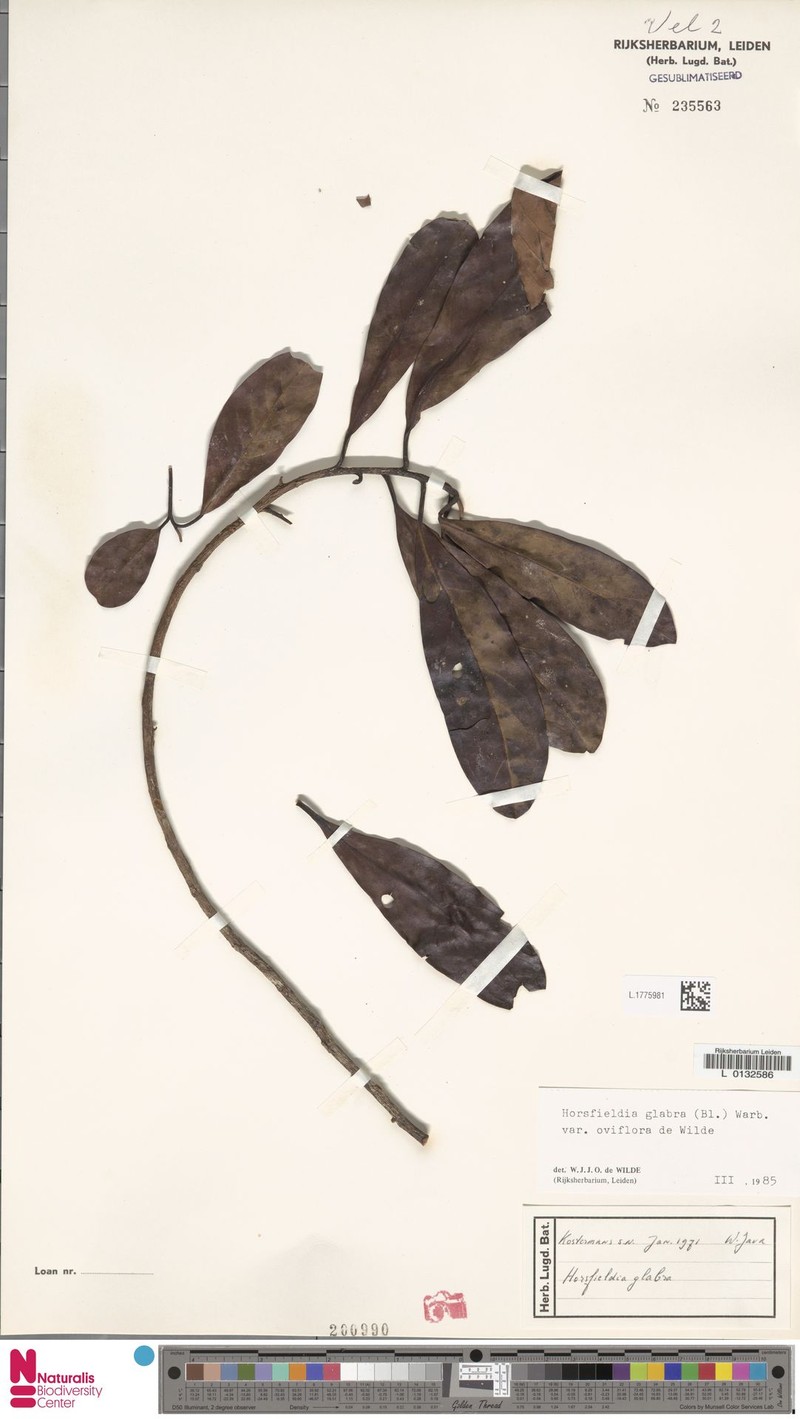 Horsfieldia glabra var. oviflora