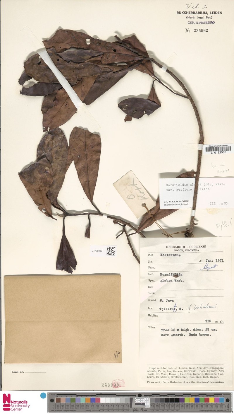 Horsfieldia glabra var. oviflora photo 2