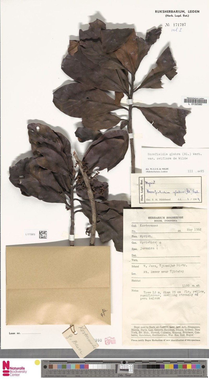 Horsfieldia glabra var. oviflora photo 3