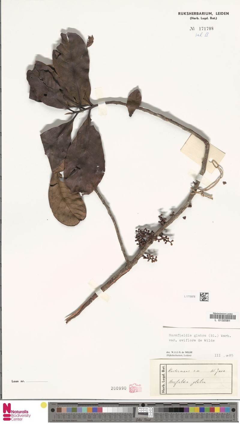 Horsfieldia glabra var. oviflora photo 4
