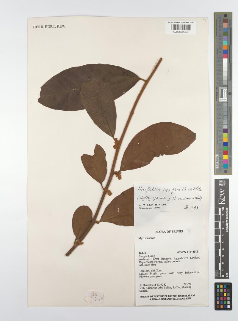 Horsfieldia gracilis