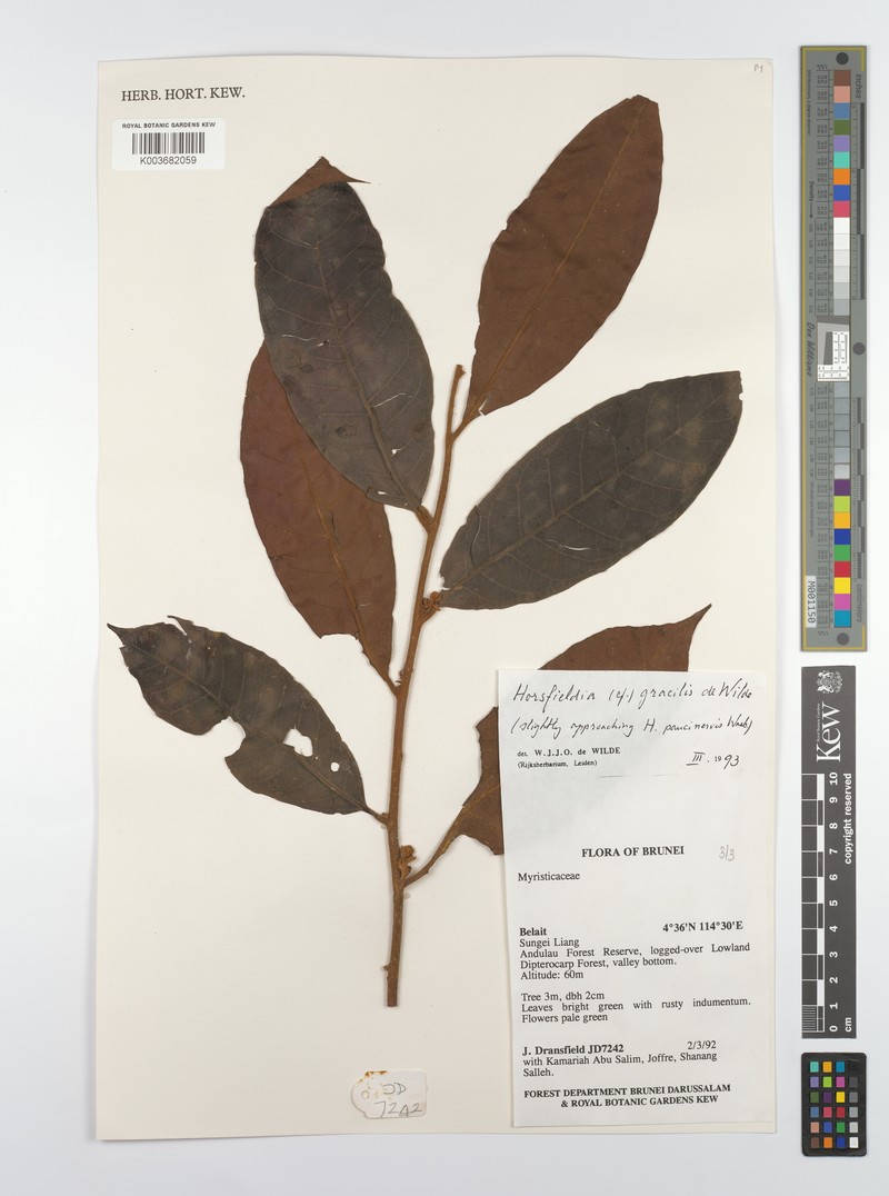 Horsfieldia gracilis photo 2