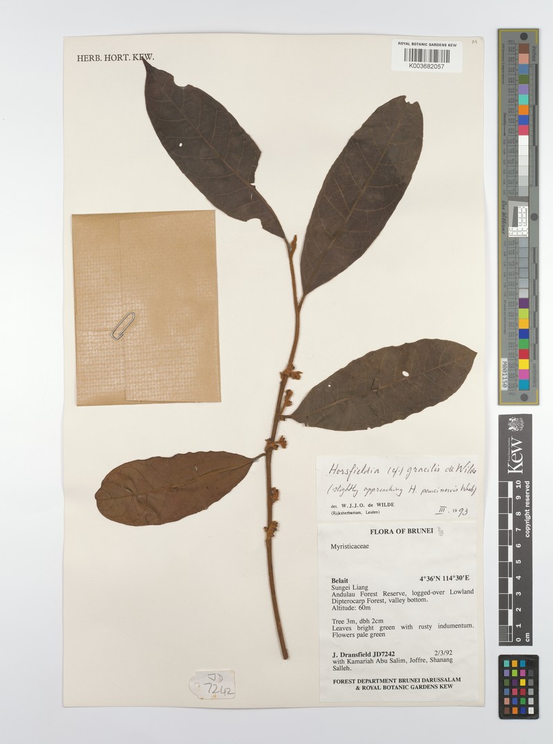 Horsfieldia gracilis photo 3