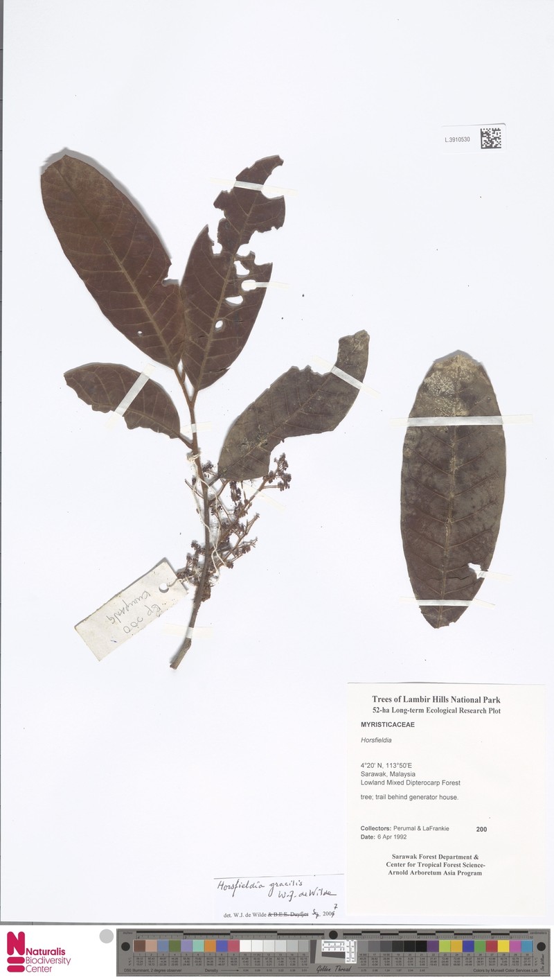 Horsfieldia gracilis photo 4