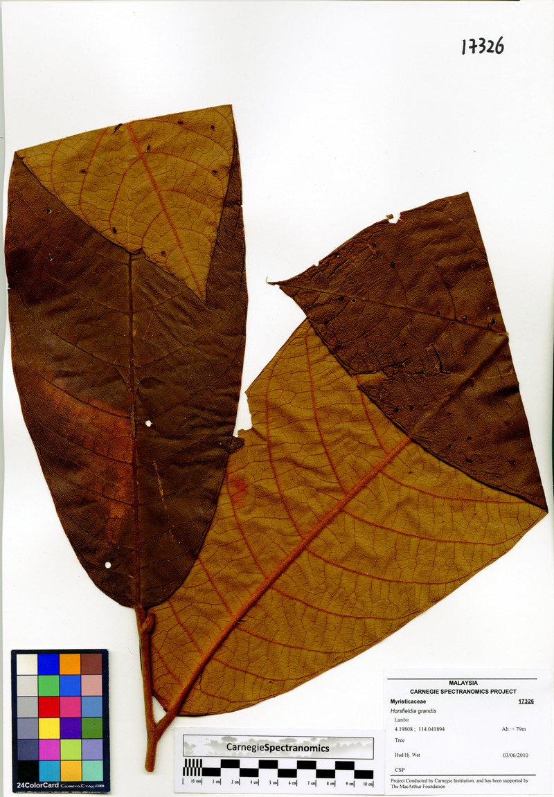 Horsfieldia grandis