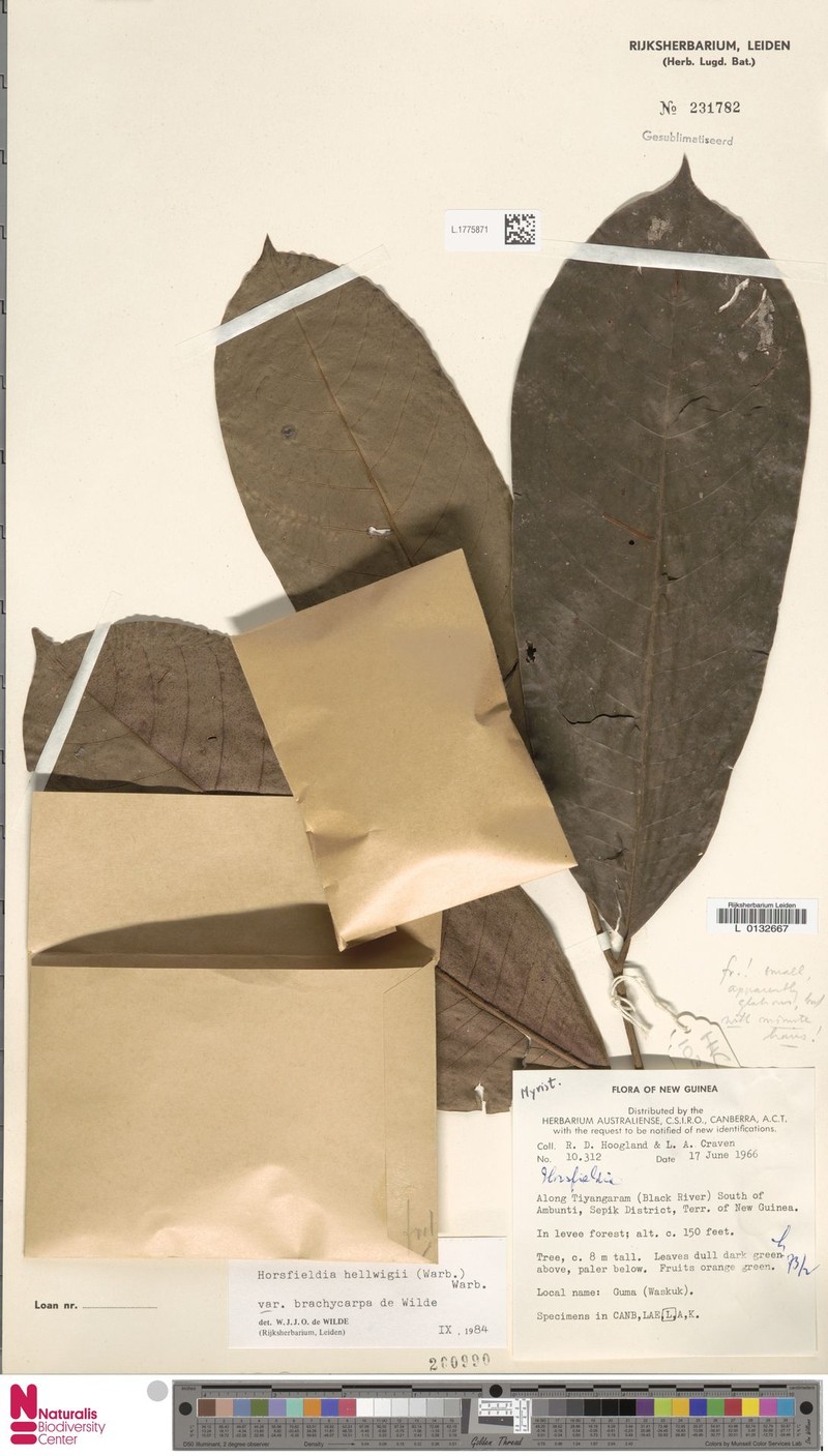 Horsfieldia hellwigii var. brachycarpa