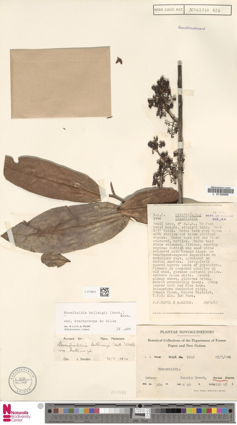 Horsfieldia hellwigii var. brachycarpa photo 2