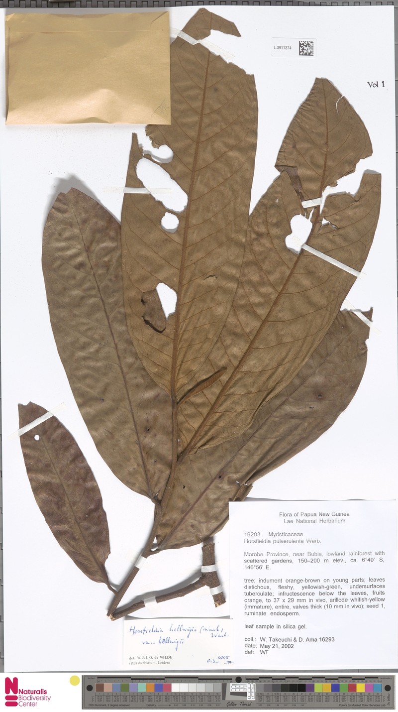 Horsfieldia hellwigii var. hellwigii