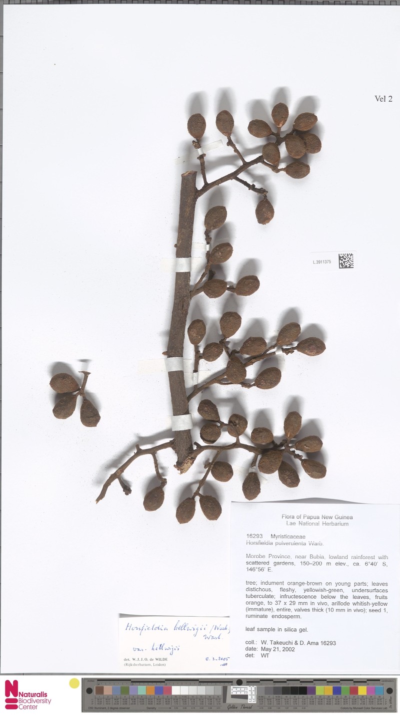 Horsfieldia hellwigii var. hellwigii photo 2