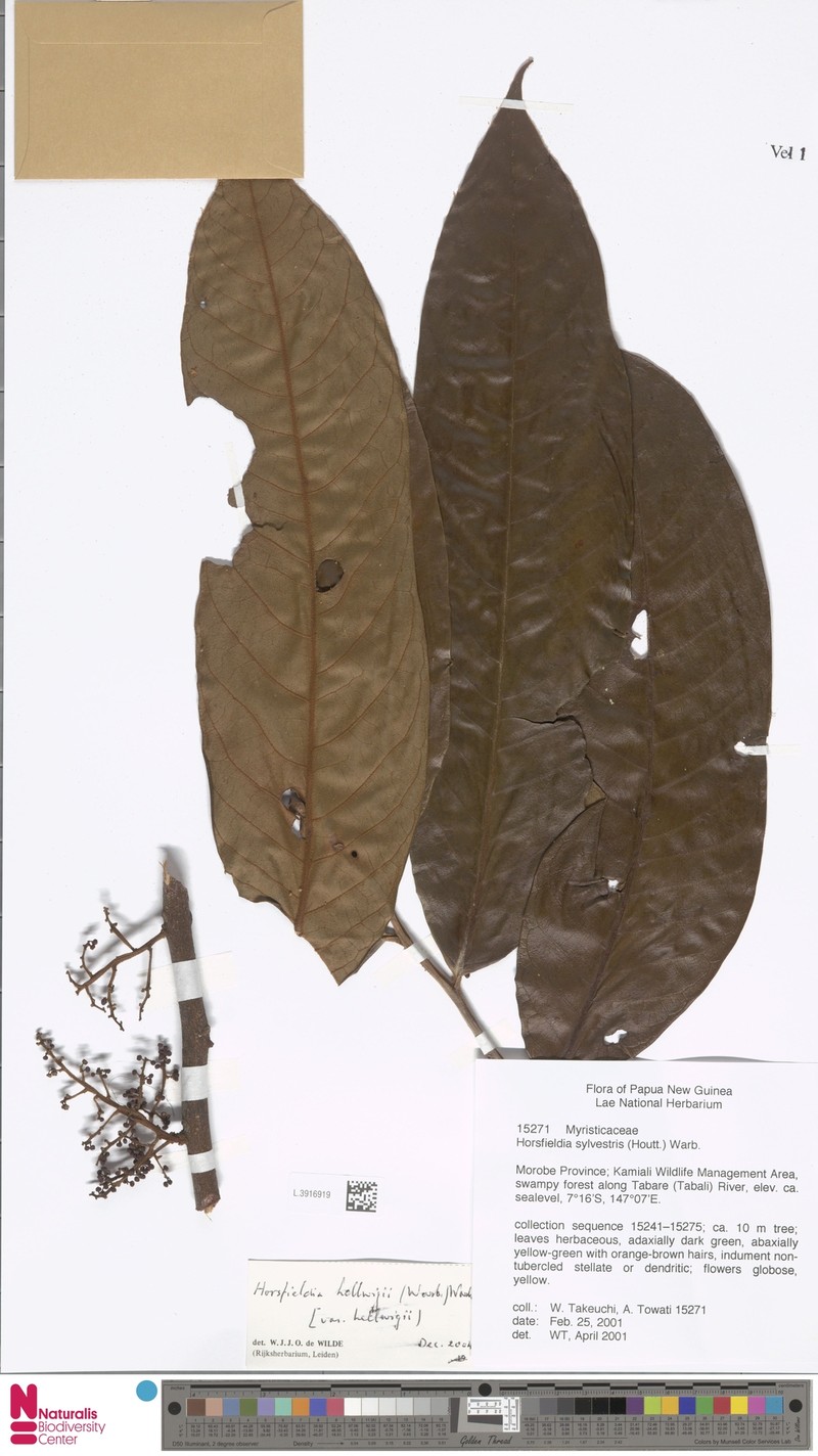 Horsfieldia hellwigii var. hellwigii photo 4