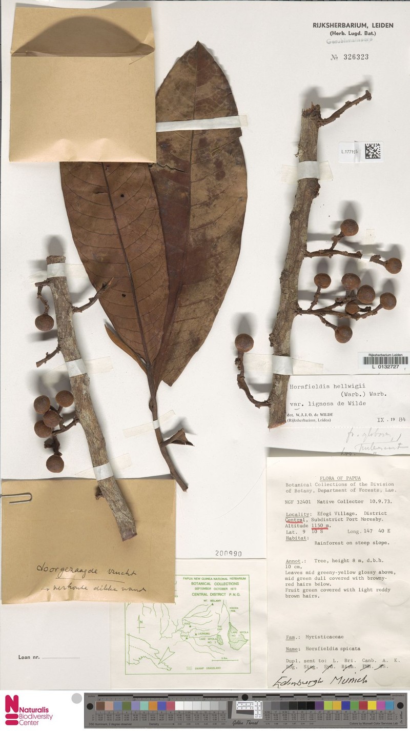 Horsfieldia hellwigii var. lignosa
