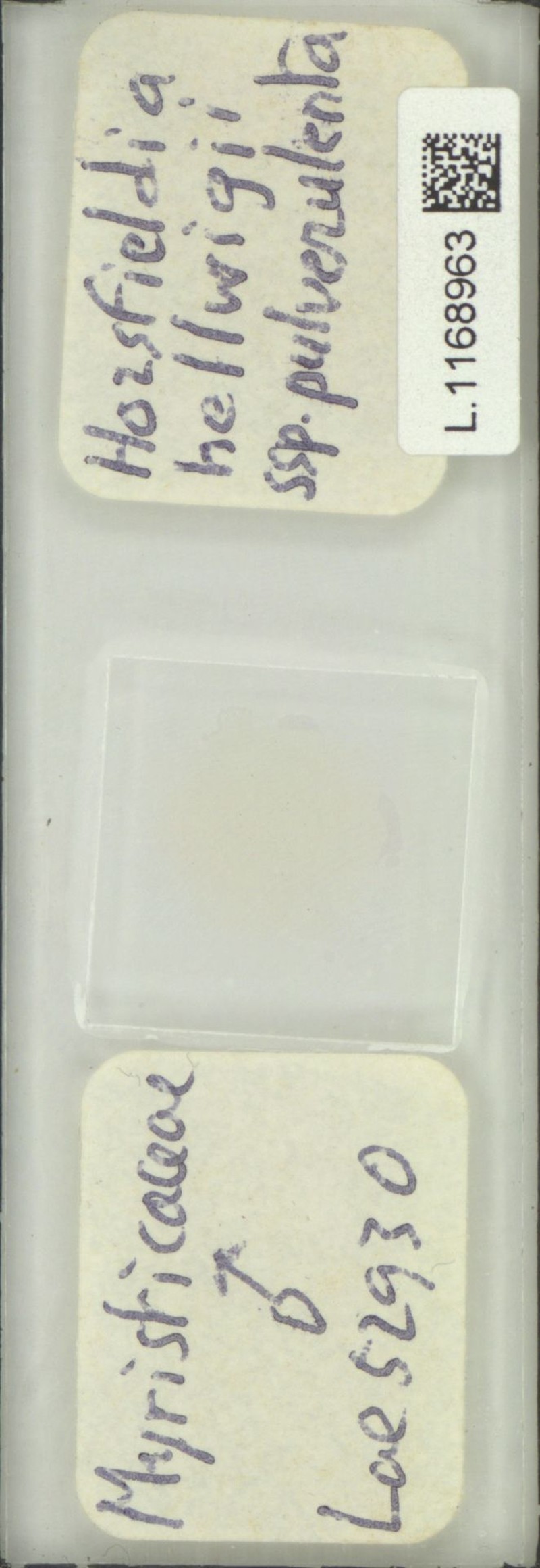 Horsfieldia hellwigii var. pulverulenta
