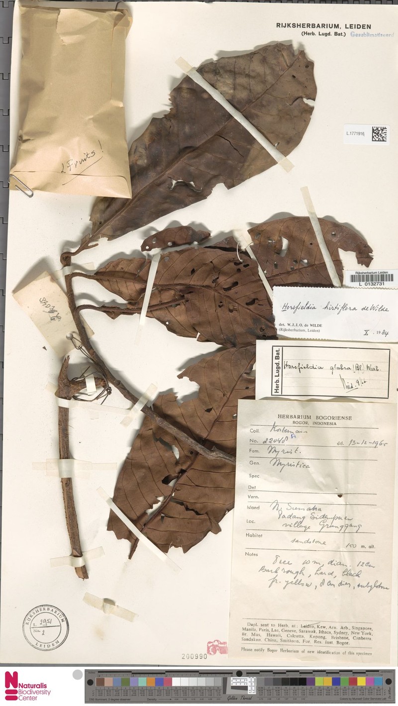 Horsfieldia hirtiflora